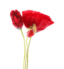 Bouquet of beautiful poppy flowers isolated on white