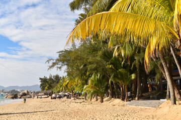 Palms overhang the beach in Sanya