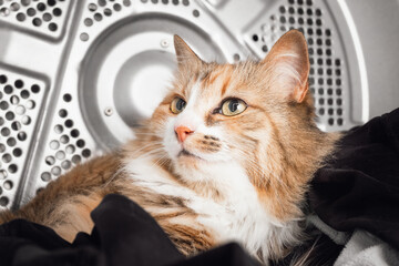 Cat in dryer with open door. Cute kitty cat lying comfortable on top of clothes, liking the warmth and hiding place. Dangerous behavior of pets with appliances. Long hair calico cat. Selective focus.