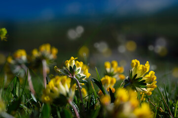 Alpine Kidney Vetch (Anthyllis alpestris) alpe wildflower, flower and plant in the mountains  by...