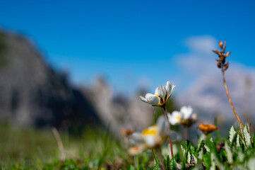 Burser's saxifrage, Saxifraga burseriana wildflower or natural flower and plant in the mountains of...