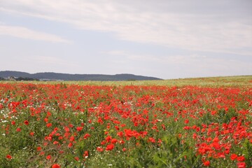 Many beautiful poppy flowers growing on field outdoors