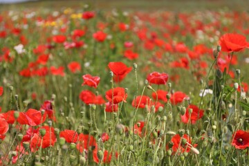 Fototapeta premium Many beautiful poppy flowers growing on field outdoors