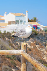Seagull in Spain