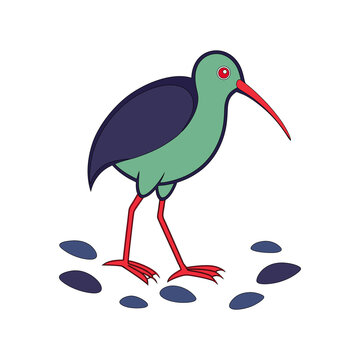 kiwi bird walking with footprints