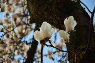 Bocci di fiori di magnolia rosa e bianco	