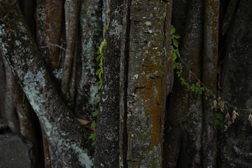 Close-up of tree roots and bark with moss and small green leaves, creating a dark, textured natural background.