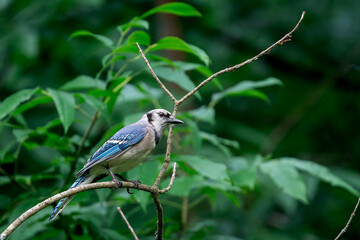 Bluejay on a branch against green foliage 