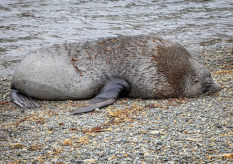 Southern Fur Seal ( Arctocephalus ), South Georgia, South Atlantic	