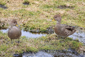 Pair of South Georgia Pintails (Anas georgica georgica), Grytviken, South Georgia, South Atlantic