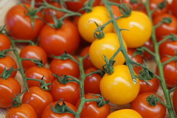 Cherry tomatoes yellow and red on branches close up 