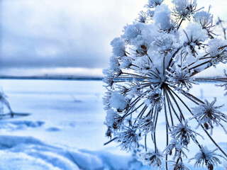 In a breathtaking winter landscape, the scene is adorned with frosted plant life that gracefully...