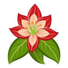vector illustration of kaffir-lily flower