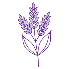 Obraz premium lavender flowers vector illustration