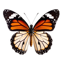 Fototapeta premium A vibrant monarch butterfly with orange, black, and white wings beautifully displayed against a transparent background.