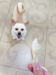 A puppy dog looks at a hand with dry snack in the hand