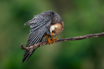 adult female red-footed falcon (Falco vespertinus) preening its wing feathers while perching on a branch, found in Hortobagy National Park