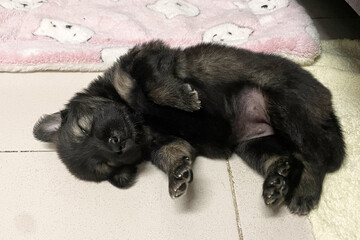 Puppy indoors. Dog playing. Home pet. Cute little puppy sleeping on floor. Animal in a house. Domestic animals.