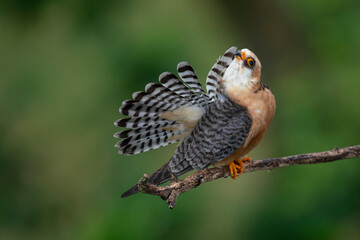 adult female red-footed falcon (Falco vespertinus) preening its tail feathers while perching on a branch, found in Hortobagy National Park