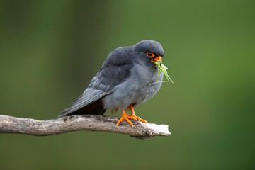 adult male red-footed falcon (Falco vespertinus) perching on a branch carrying a green grasshopper, found in Hortobagy National Park