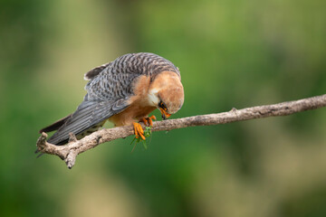adult female red-footed falcon (Falco vespertinus) perching on a branch carrying a green grasshopper, found in Hortobagy National Park