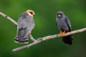 
a couple of red-footed falcons (Falco vespertinus) perching on a branch, found in Hortobagy...