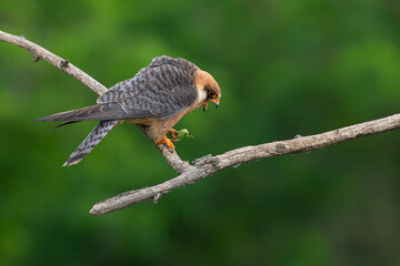 adult female red-footed falcon (Falco vespertinus) perching on a branch carrying a green grasshopper, found in Hortobagy National Park