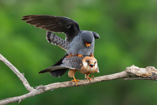 copulating red-footed falcons (Falco vespertinus) perching on a branch, found in Hortobagy National Park