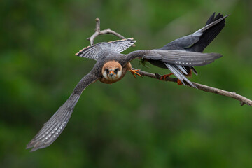 female red-footed falcon (Falco vespertinus) starting flight from its perch leaving the male behind