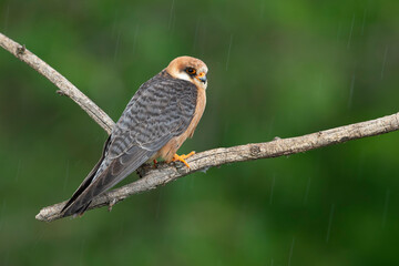 adult female red-footed falcon (Falco vespertinus) perching on a branch in the rain, found in Hortobagy National Park