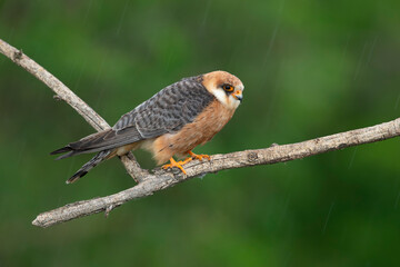 adult female red-footed falcon (Falco vespertinus) perching on a branch in the rain, found in...