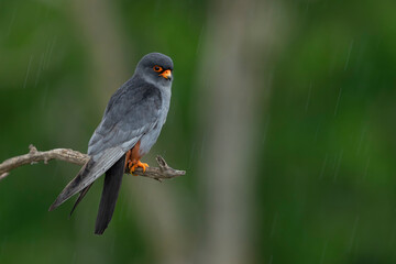 adult male red-footed falcon (Falco vespertinus) perching on a branch in the rain, found in Hortobagy National Park