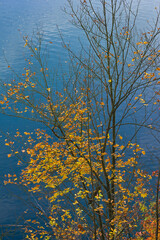 Autumn landscape trees with yellow foliage on the shore of the lake on the background of blue water