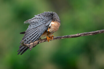 adult female red-footed falcon (Falco vespertinus) preening its wing feathers while perching on a branch, found in Hortobagy National Park