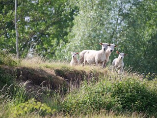 Obraz premium Famille de moutons curieuse