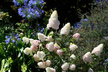Joli hydrangea Paniculata blanc en fleurs - Bretagne