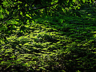 Park greenery plant leaves landscape for a postcard