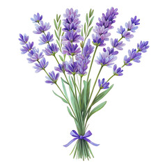 Fototapeta premium Lavender bouquet, tied with ribbon, isolated on transparent background.