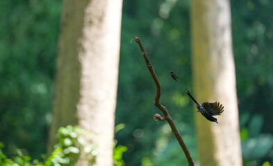 The loop-tailed stork lives in the natural forests of Thailand.