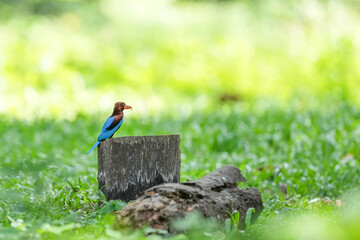 White-breasted kingfisher lives in the natural forests of Thailand.