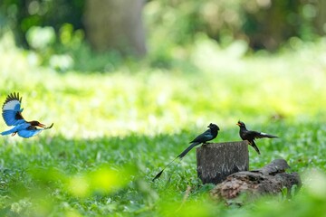 Snare-tailed storks, kingfishers and starlings are flying to compete for food.