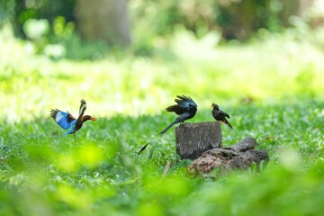 Snare-tailed storks, kingfishers and starlings are flying to compete for food.
