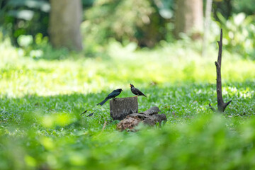 The loop-tailed stork and the myna live in the natural forests of Thailand.