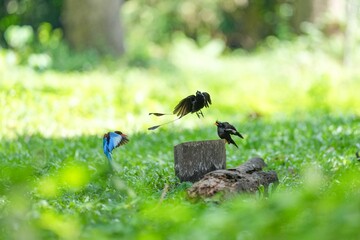Snare-tailed storks, kingfishers and starlings are flying to compete for food.