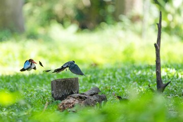 A loop-tailed stork and a kingfisher are flying to compete for food.