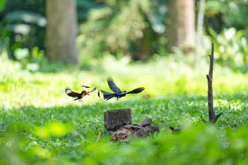 A loop-tailed stork and a kingfisher are flying to compete for food.