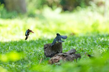 A loop-tailed stork and a kingfisher are flying to compete for food.