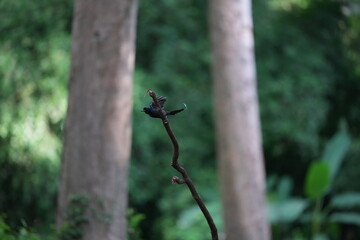 The loop-tailed stork lives in the natural forests of Thailand.