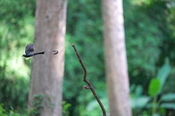 The loop-tailed stork lives in the natural forests of Thailand.