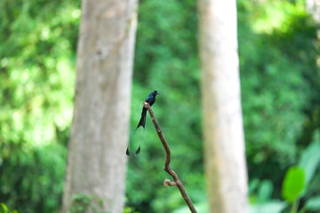 The loop-tailed stork lives in the natural forests of Thailand.